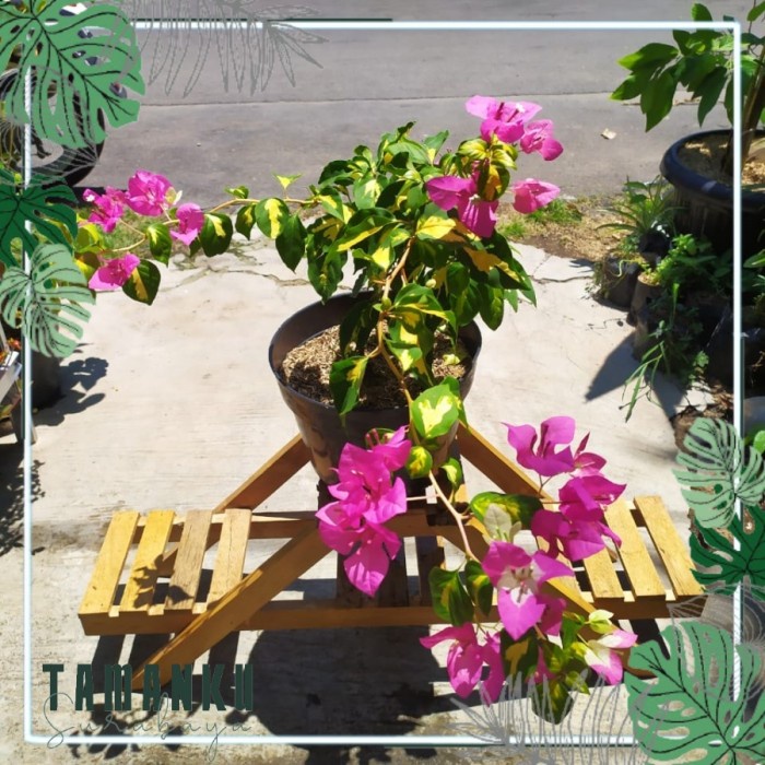 Bugenvil (Bougainvillea sp.): Keindahan Tanaman Hias dengan Potensi Antioksidan