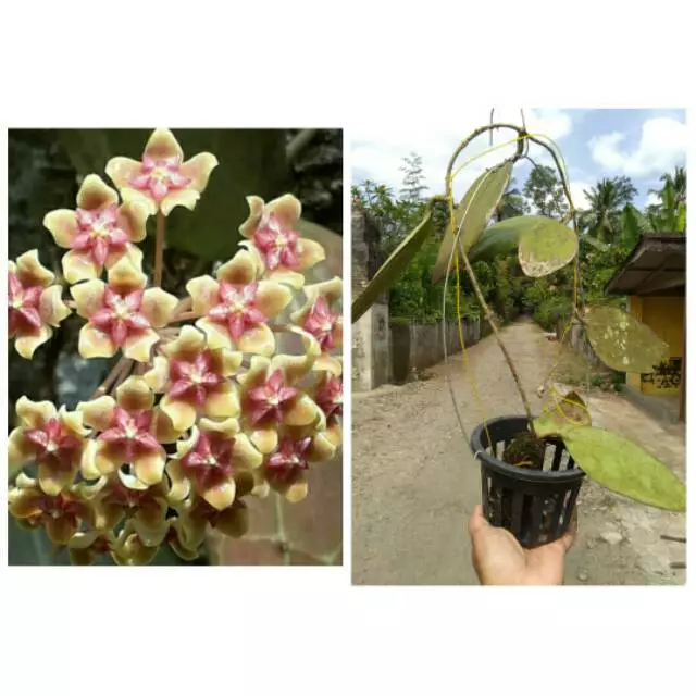 Jual Tanaman Blitar