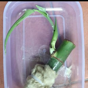 Jual Bongol Rapidophora Feraminifera /Bongol Duda Bolong | Shopee Indonesia