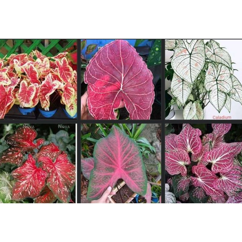 Jual paket caladium isi 6// stok terbatas / keladihias | Shopee Indonesia