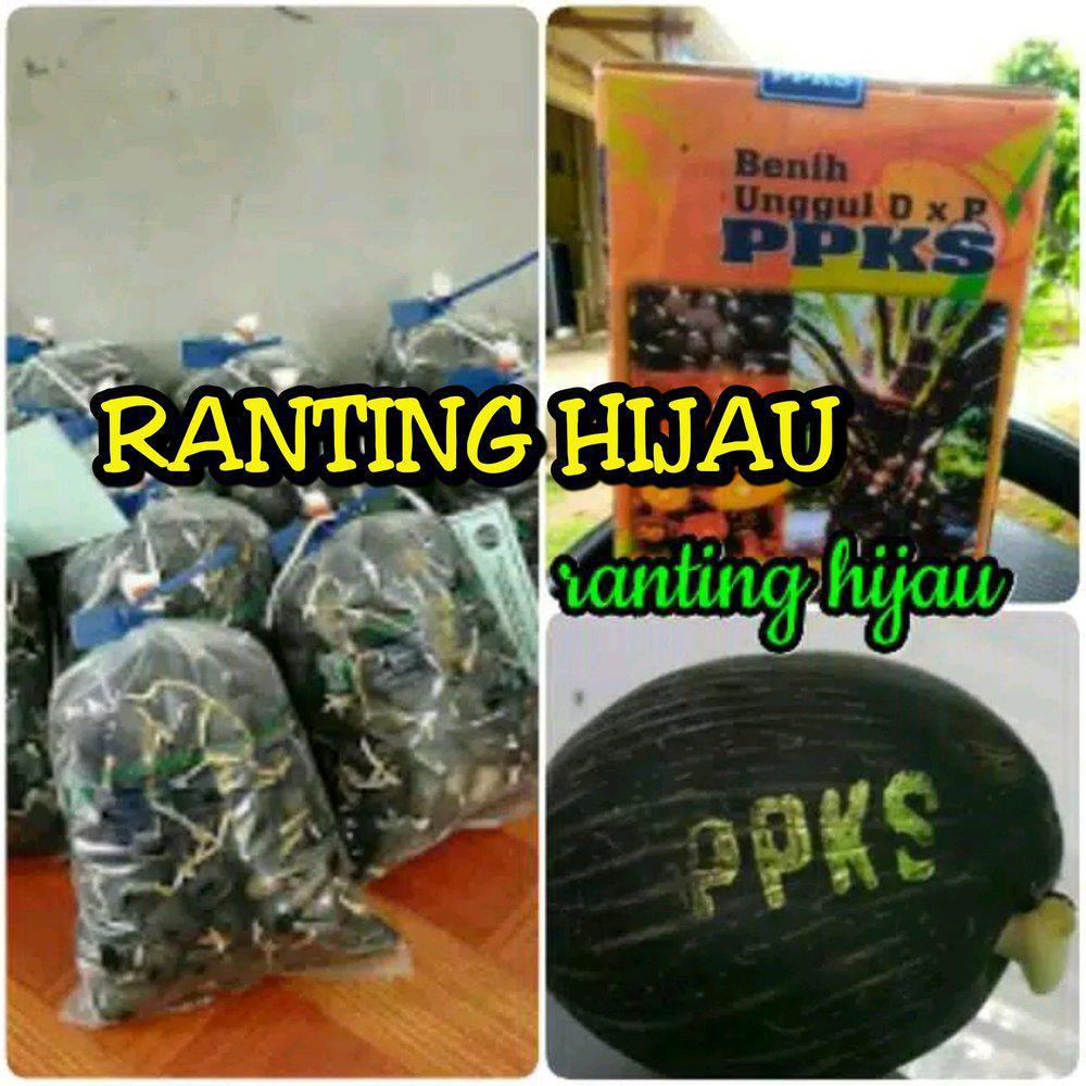 Jual Bibit Benih Polong Kecambah Kelapa Sawit Ppks Orizinal Kwalitas