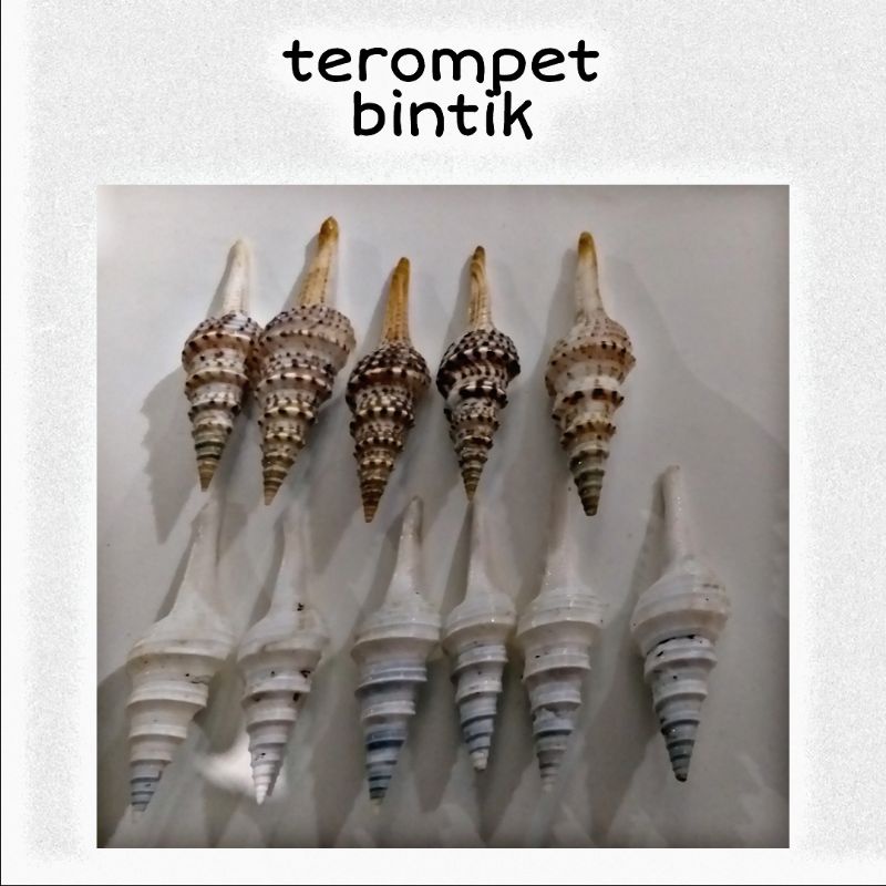 Jual terompet kerang dari papua Harga Terbaik & Termurah April 2026 ...