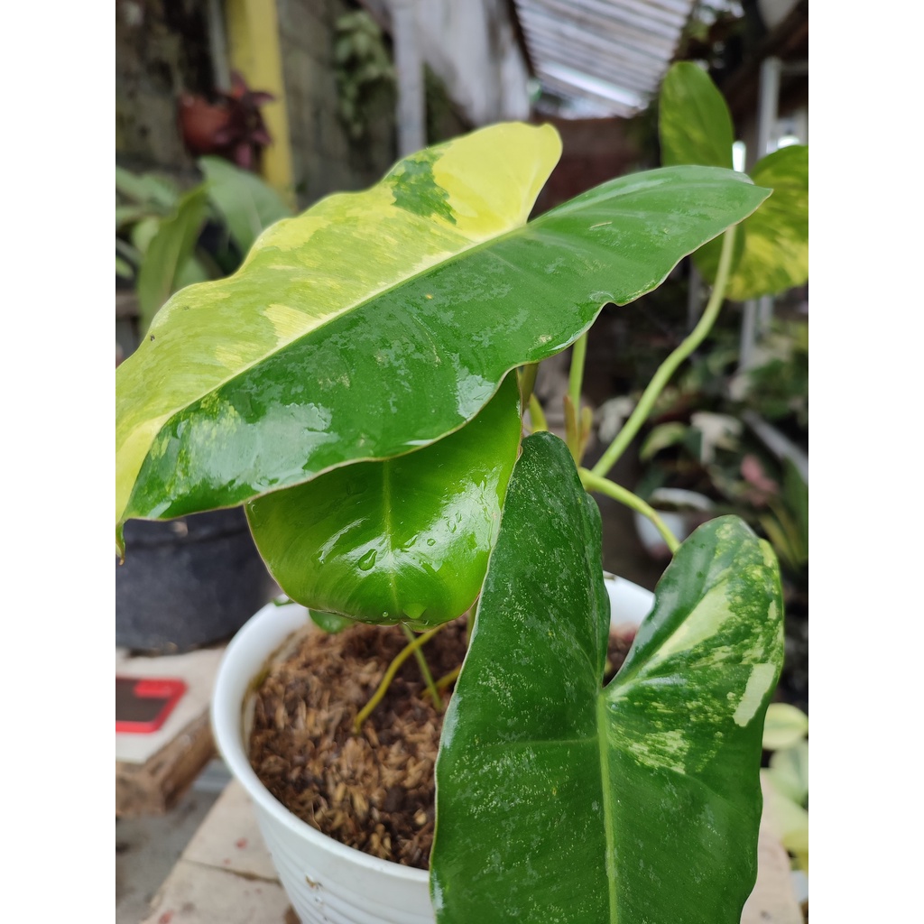 Jual Bunga Philodendron Burlemarx Variegata Tanaman Hias Philo ...