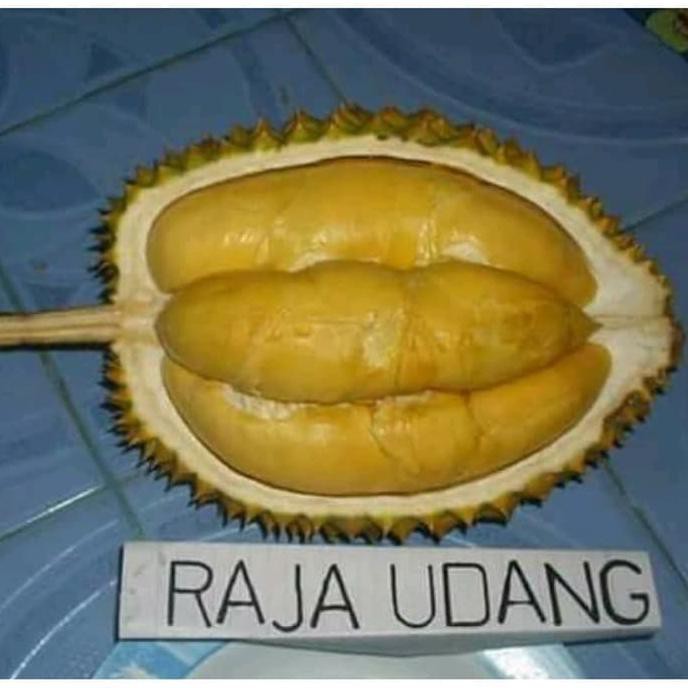 durian raja oudang