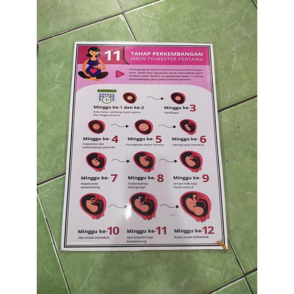 Jual 224 Poster Tahap Perkembangan Janin Trimester Pertama Shopee Indonesia