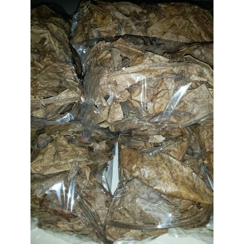 Jual Ketapang laut asli olahan daun ketapang obat jamur ikan cupang