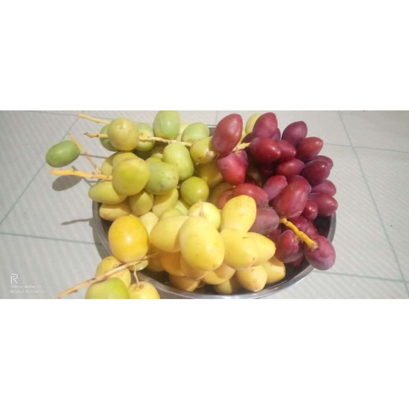 Jual Kurma Muda (Rutab) | Shopee Indonesia