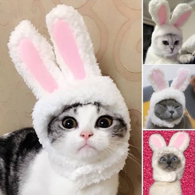 Jual Topi Kucing Bunny | Shopee Indonesia