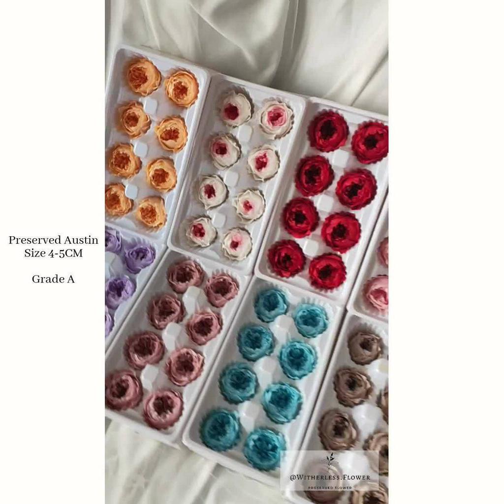Jual 1 Box Preserved David Austin 4-5 CM Grade A Import / Bunga Austin ...