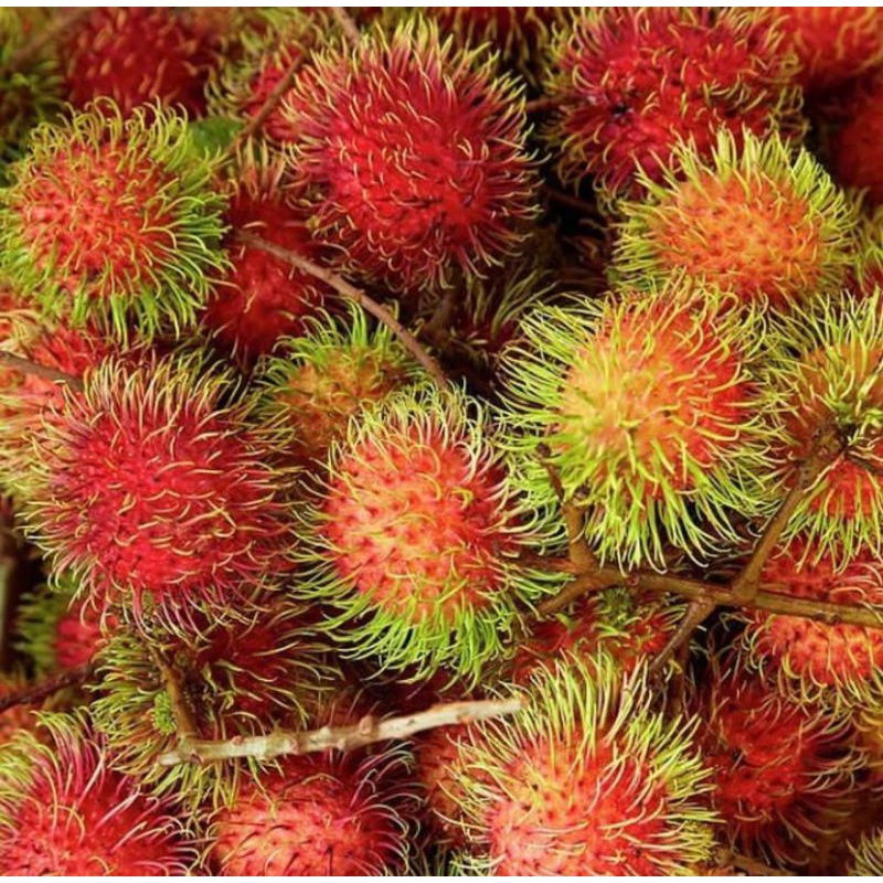 Jual BUAH RAMBUTAN MERAH DAN MANIS 1 IKAT | Shopee Indonesia