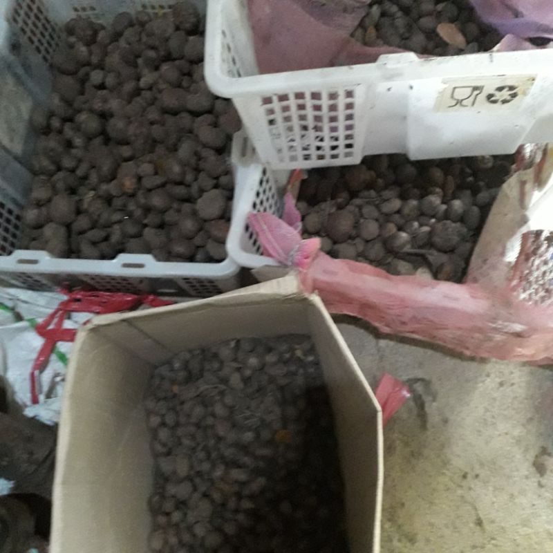 Jual Bibit Porang Katak Rp Kg Shopee Indonesia