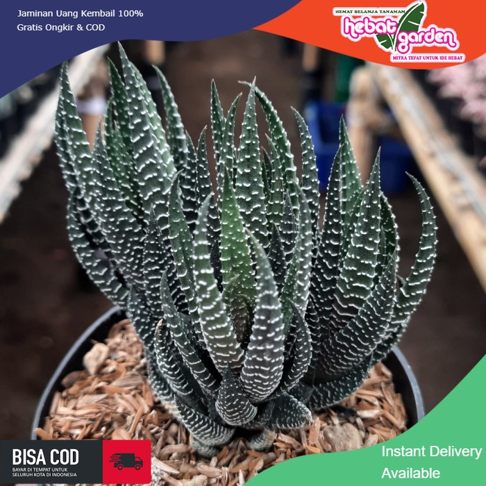 Jual BELI DI SINI haworthia reindwardtii long cluster - Hebat Store ...