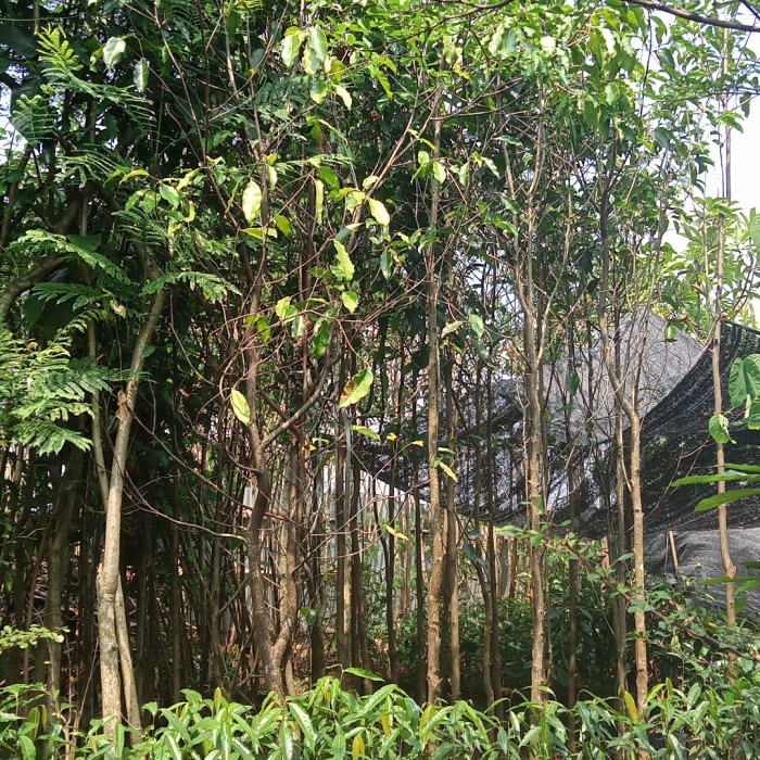 Jual tanaman pohon penghijauan Tanjung - Tinggi 2 meter | Shopee Indonesia