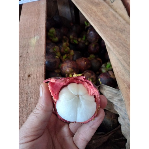 Jual Buah Manggis Fresh Manis Segar 1kg Shopee Indonesia