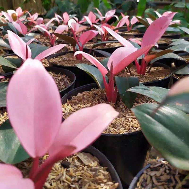 Jual PHILODENDRON PINK CONGO (SUDAH BERWARNA PINK CANTIK) | Shopee ...