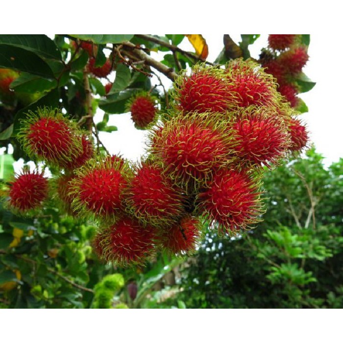 Jual JAMINAN VALID BIBIT TANAMAN RAMBUTAN BINJAI | Shopee Indonesia