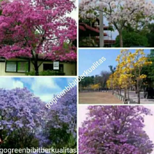 Promo paket 5 Bibit bunga tabebuya sakura Indonesia 5 warna siap tanam
