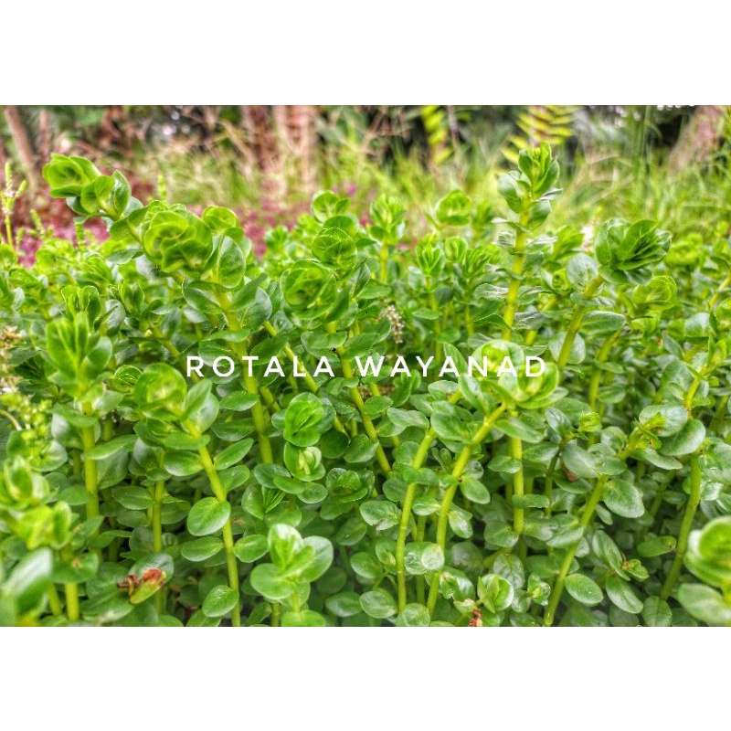 Jual Rotala Wayanad (10 batang) - Tanaman Stem Aquascape (Stemplant ...
