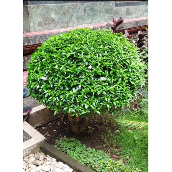 Jual tanaman hias rombusa | Shopee Indonesia