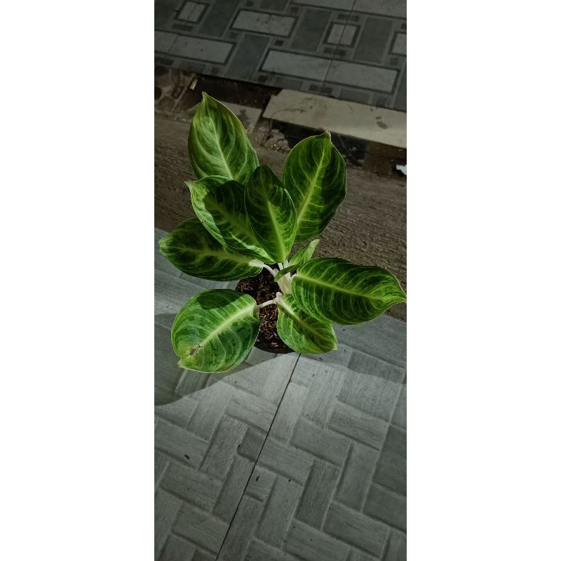 Jual Bunga aglonema soft green | Shopee Indonesia