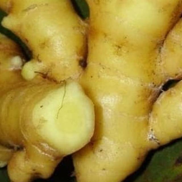 Jual Temu putih segar 100gr | Shopee Indonesia