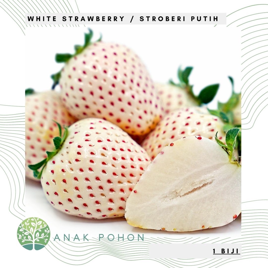 Jual Benih Bibit Biji - Korean White Strawberry Stroberi Putih Korea ...