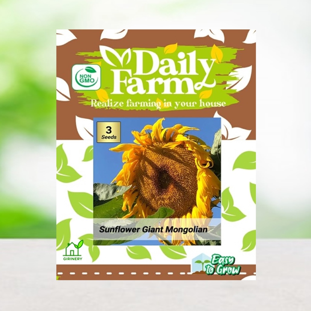 Jual Benih Bunga Matahari Raksasa - SUNFLOWER GIANT MONGOLIAN - Daily ...