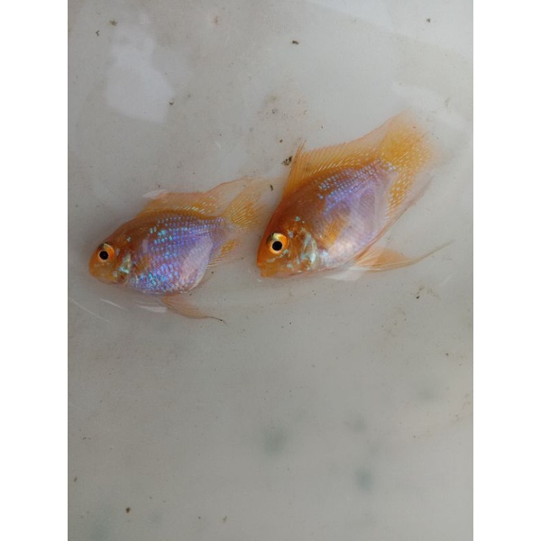 Jual indukan ramirezi isi tiga pasang dan tiga jenis siap breeding dan ...