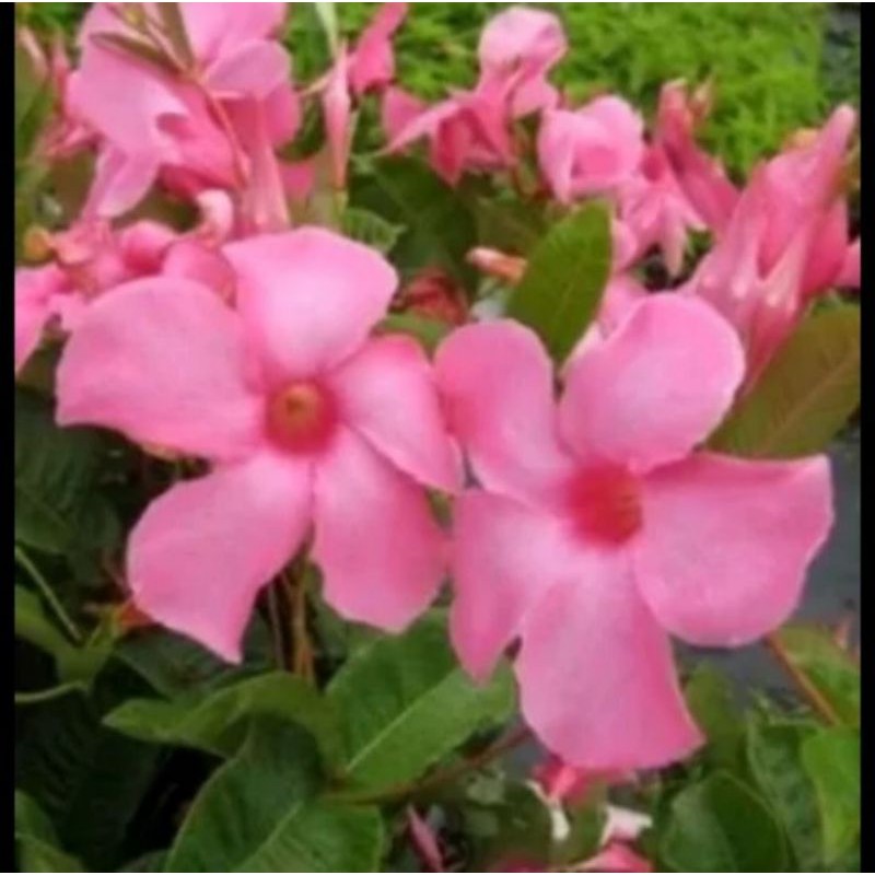 Jual Pohon Alamanda Bunga Pink Tanaman Rambat Pohon Alamanda Pink ...