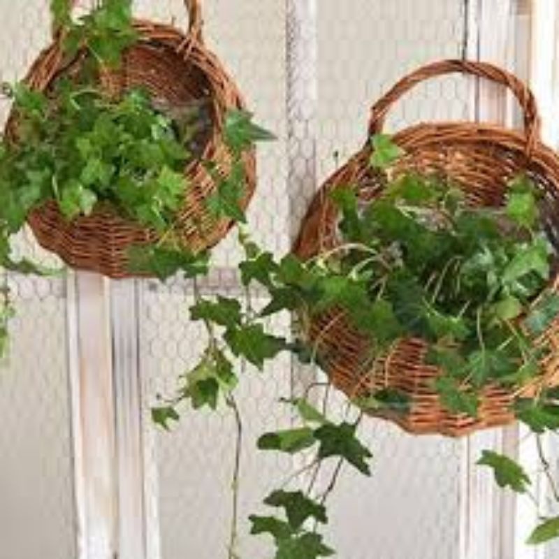 Jual pot dinding rotan diameter +-25cm | Shopee Indonesia