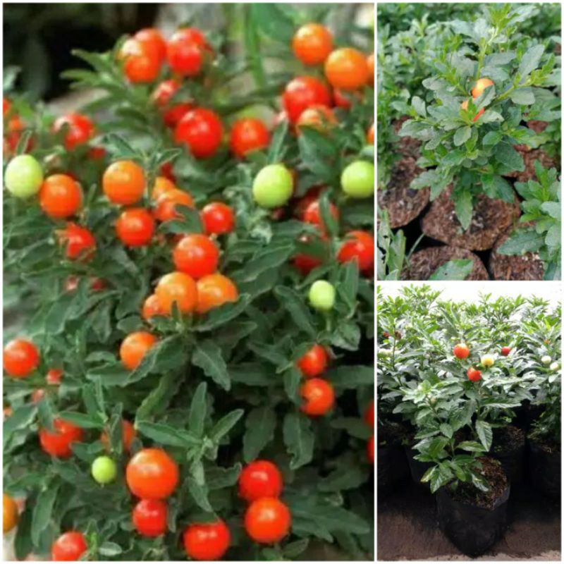 Jual Tanaman Cabai Crismil/Krismil/ Lombok Udel | Shopee Indonesia