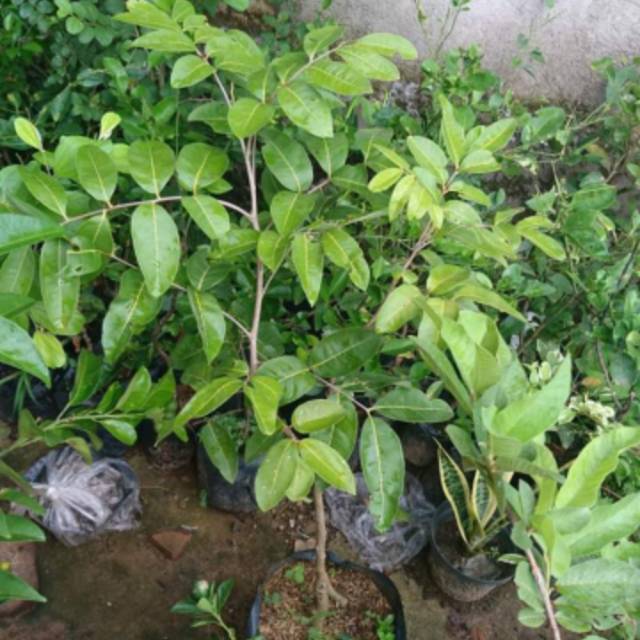 Jual Kelengkeng matalada ukuran 1 meter sudah siap tanam | Shopee Indonesia