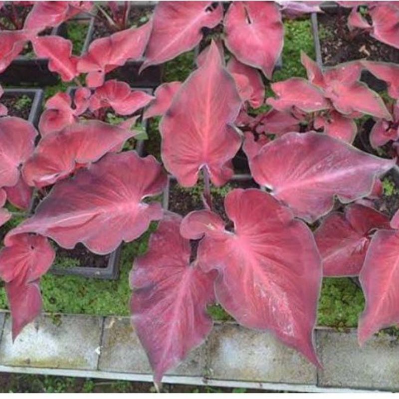Jual tanaman hias umbi caladium thailand anggur merah keladi hias ...