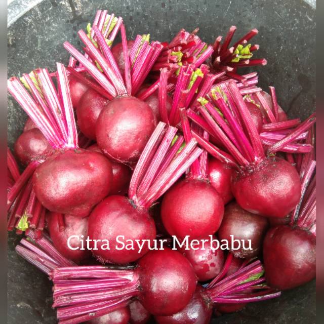 Jual Beetroot/ Buah Bit Penambah Darah Per 1 Kg | Shopee Indonesia