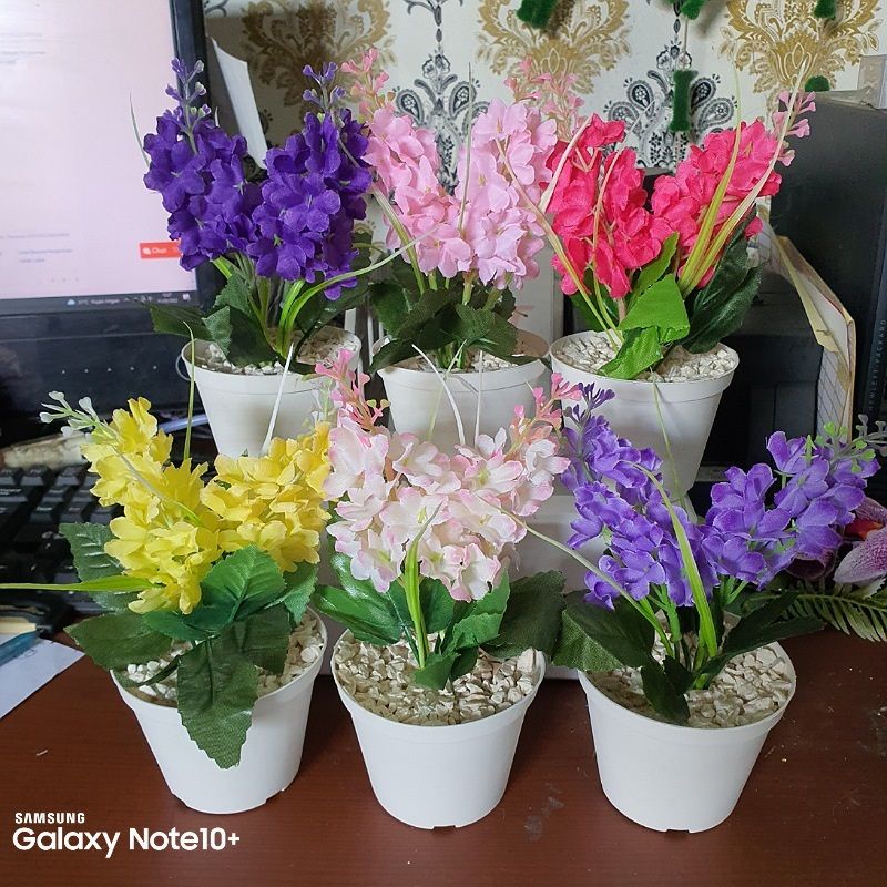 Jual Bunga Snapdragon Rumput Besar + Pot | Shopee Indonesia