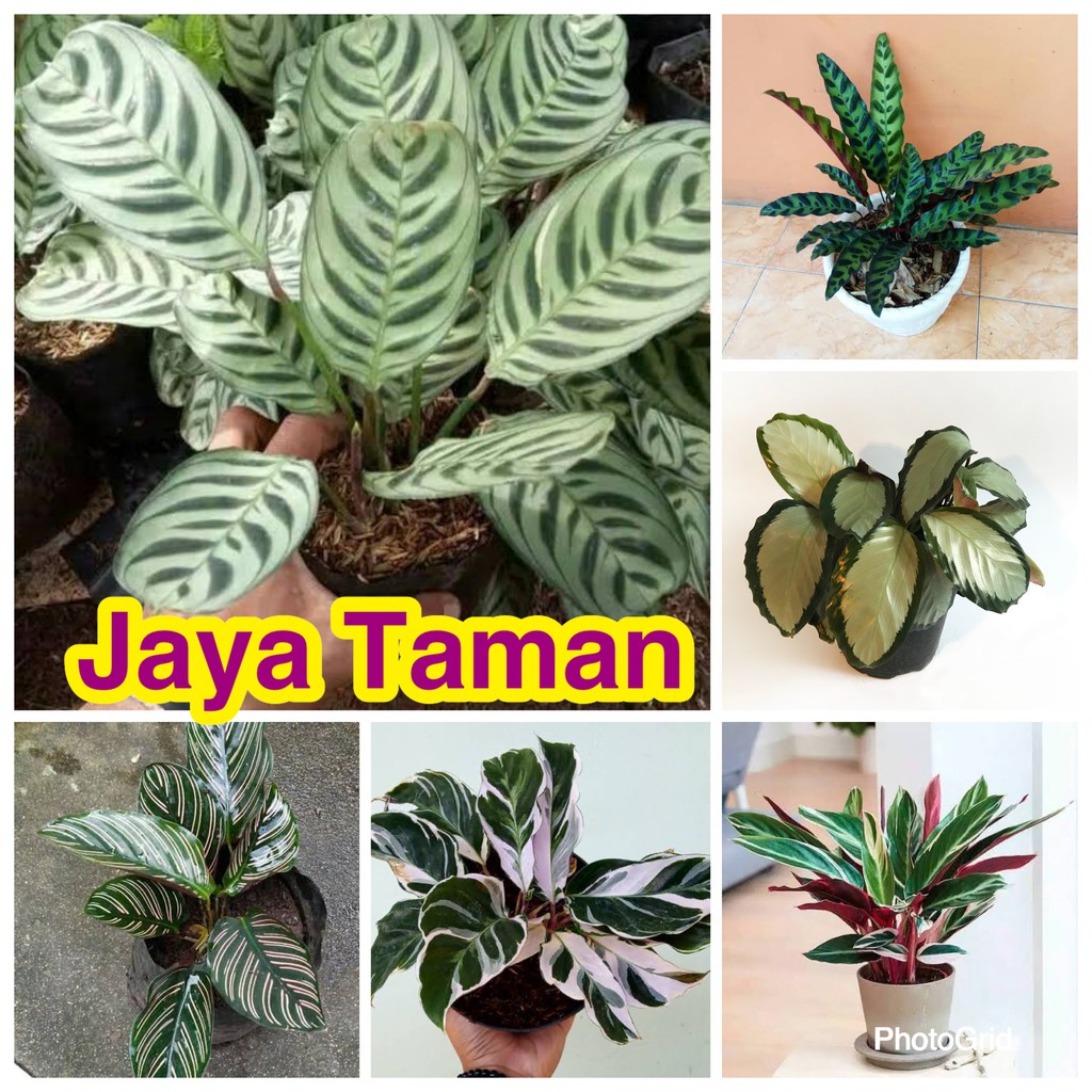 Jual Paket Jenis Tanaman Hias Calathea Bulu Ayam Sepat Ornata Meranta