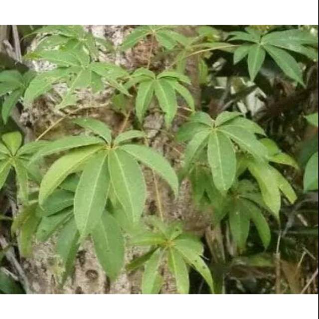 Jual Daun Randu Atau Daun Pohon Kapuk Segar 1kg Shopee Indonesia