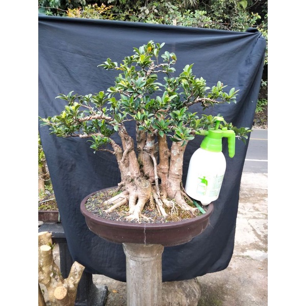 Jual bonsai beringin elegan | Shopee Indonesia