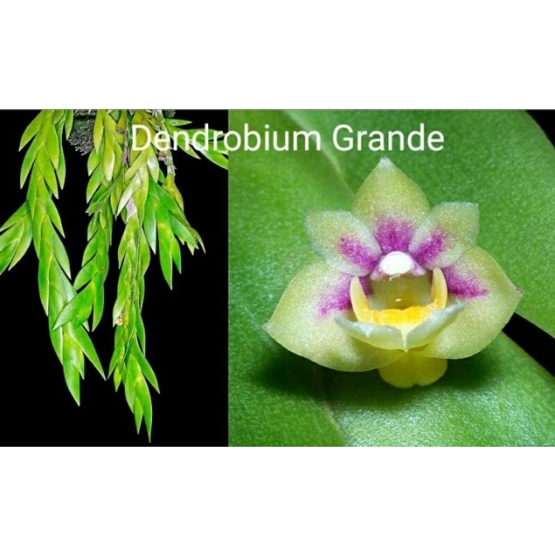 Jual Anggrek Dendrobium Grande ; Anggrek LANGKA Dendrobium Cultratum
