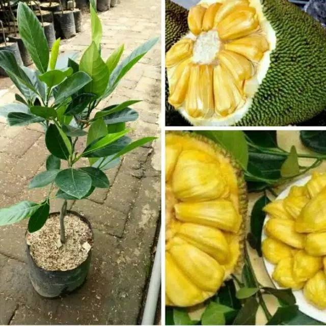 Bibit nangka madu satu taun sudah berbuah stek okulasi dengan induaan sudah berbuah