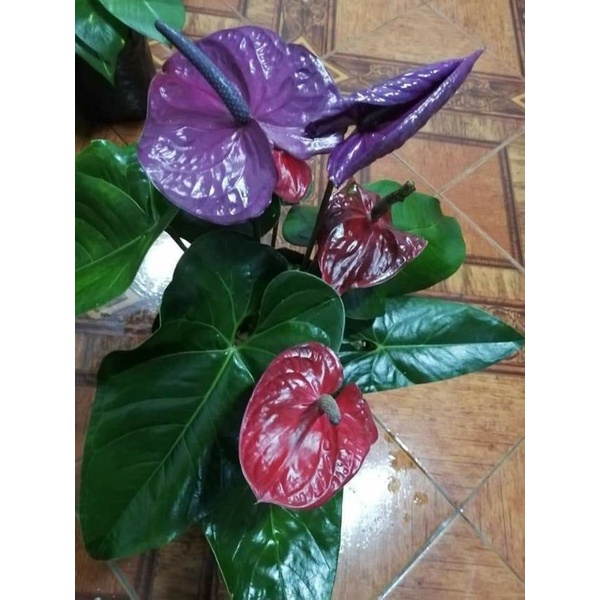 Jual Tanaman Hias Anthurium Mickey Mouse Red Magenta Shopee Indonesia