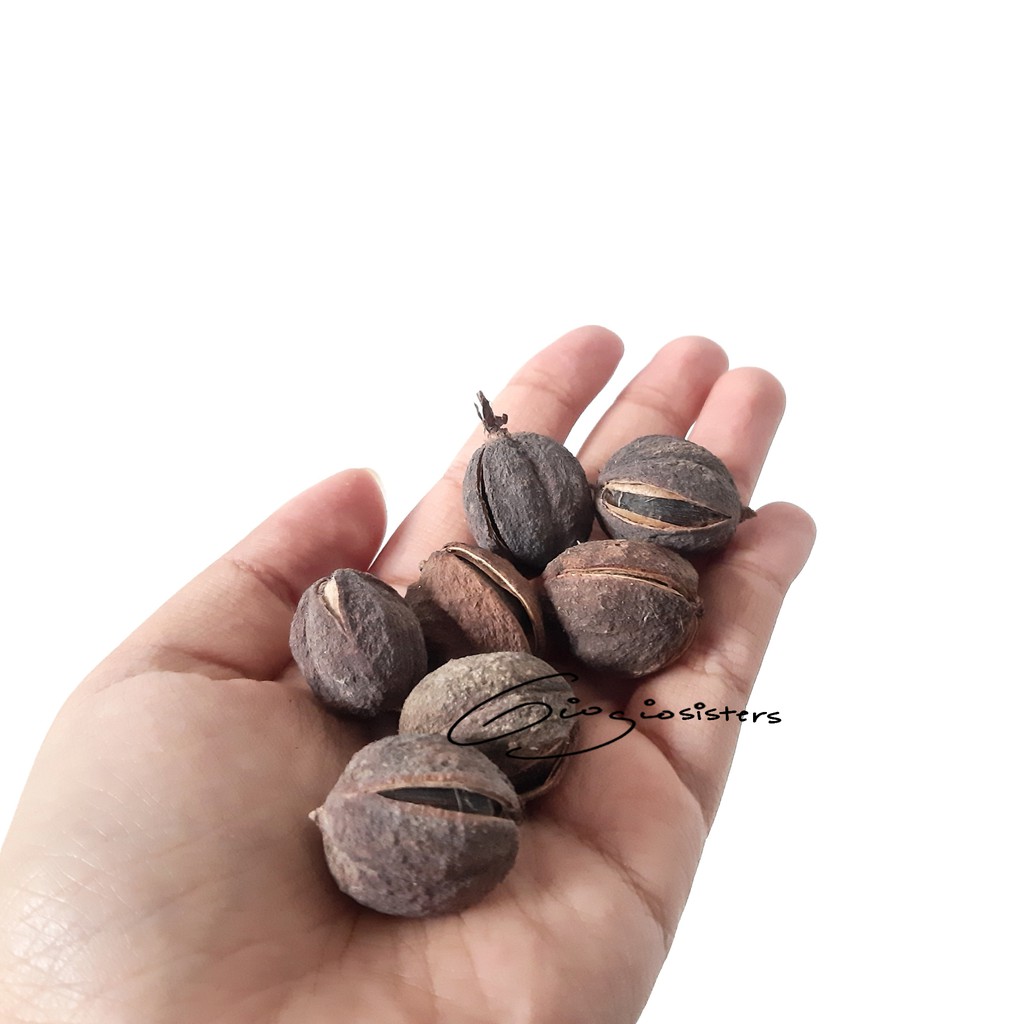 Jual Biji Jarak Kering Buah Jarak Kering Shopee Indonesia