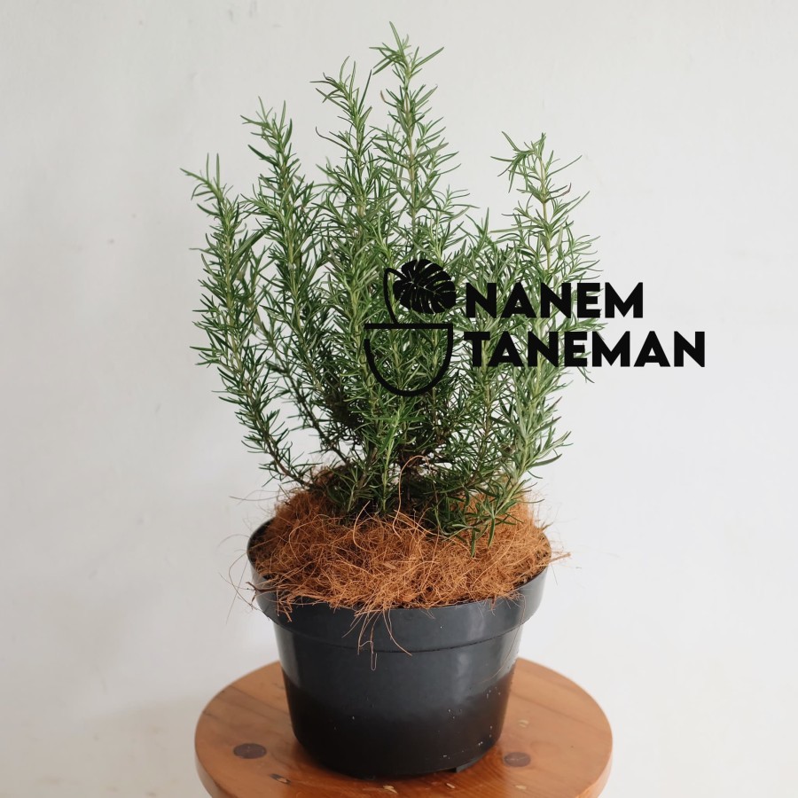Jual Nanem Taneman Rosemary Tanaman Herbs Shopee Indonesia