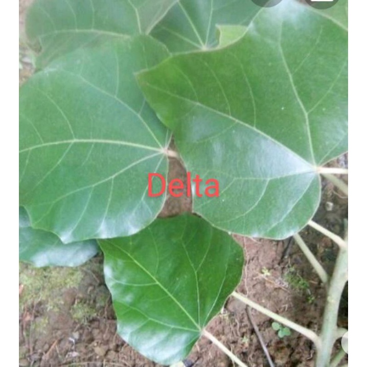 Jual DAUN MUNCANG/KEMIRI 1 kg | Shopee Indonesia