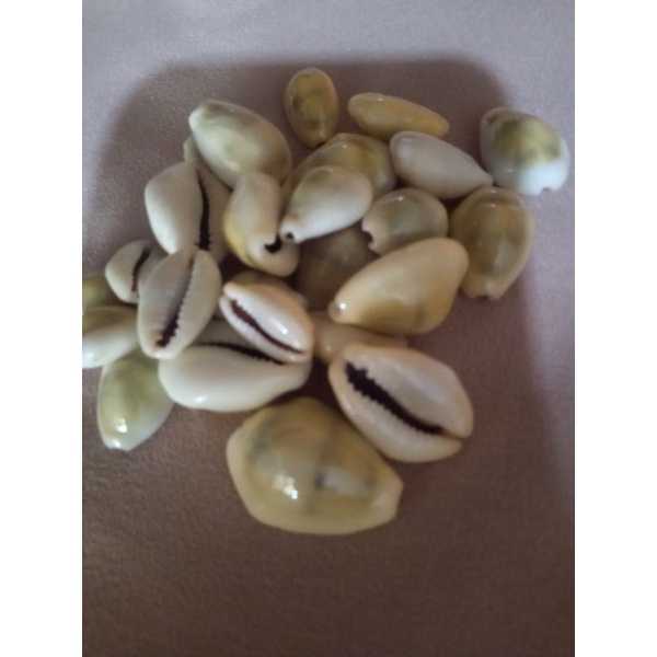 Jual KERANG/CANGKANG BULI KOPI/CONGKLAK WARNA KUNING ISI 30 BIJI ...