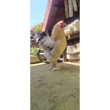 Jual Telur ayam Brahma tetasan | Shopee Indonesia