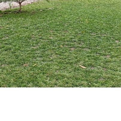 Jual RUMPUT GAJAH MINI | Shopee Indonesia