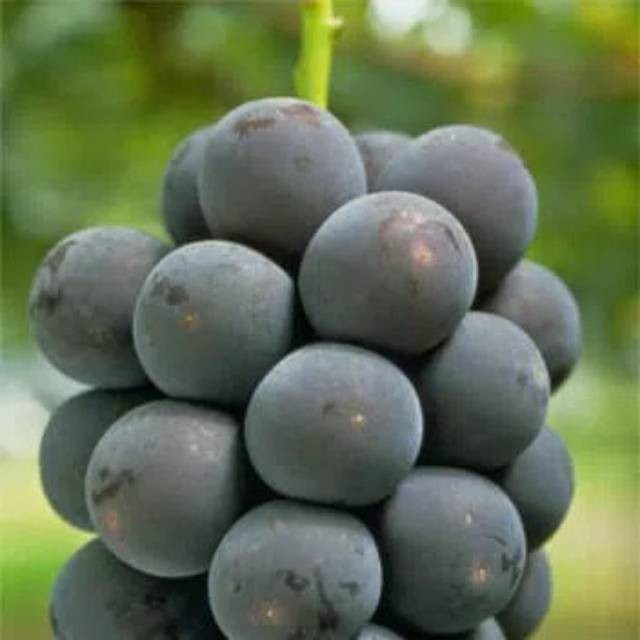 Jual BIBIT ANGGUR IMPORT KYOHO bibit anggur unggul, bibit anggur murah ...