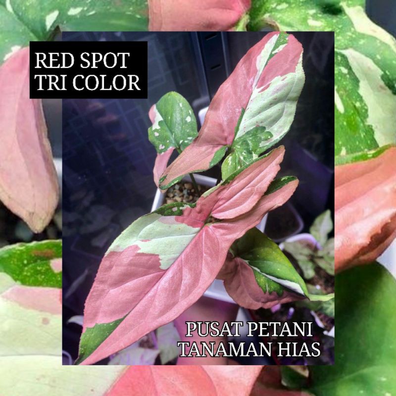 Jual syngonium Red spot tri color Bibit/Bonggol Tanaman Hias | Shopee ...