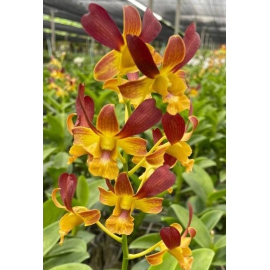 Jual Dendrobium rabbit | Shopee Indonesia